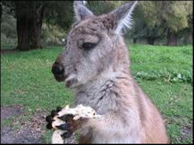 Sunflowers Animal Farm & Farmstay Margaret River Екстер'єр фото